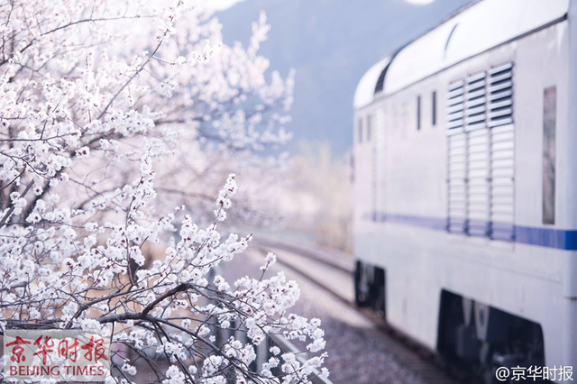 和諧號列車穿越居庸關花海 網友稱“櫻木花道”