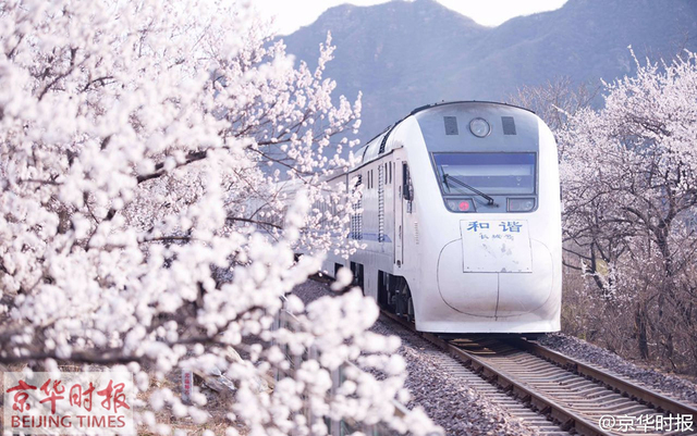 和諧號列車穿越居庸關花海 網友稱“櫻木花道”