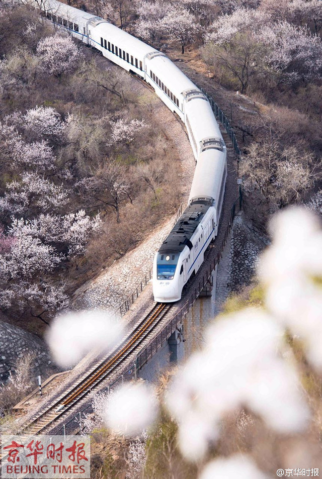 和諧號列車穿越居庸關花海 網友稱“櫻木花道”