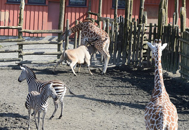 挪威動物園長頸鹿頭卡圍欄上 被羚羊活活頂死