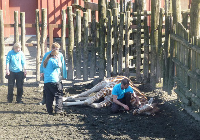 挪威動物園長頸鹿頭卡圍欄上 被羚羊活活頂死