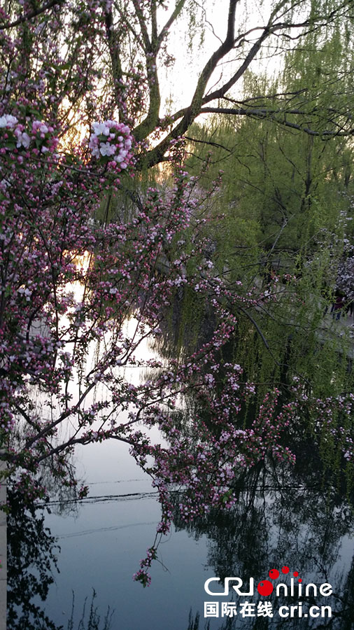 元大都城垣遺址公園海棠花開迎客