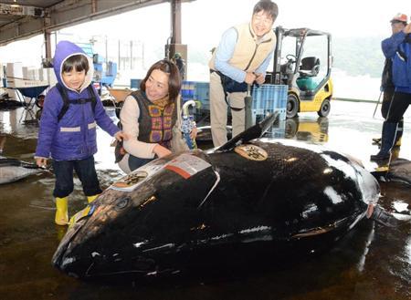 日本捕獲巨型藍鰭金槍魚 重822斤長2.6米