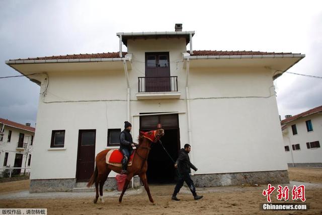 探訪土耳其賽馬醫院 “患者”倒吊空中等待救治