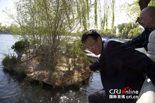 北京野鴨島被大風吹“散” 一路漂蕩至銀錠橋