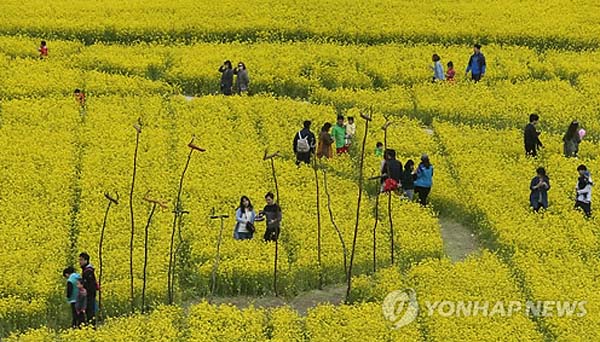 釜山油菜花節開幕 民眾感受金色浪漫