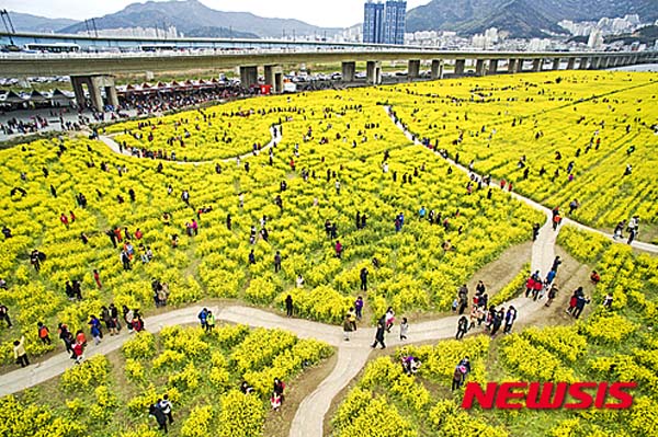 釜山油菜花節開幕 民眾感受金色浪漫