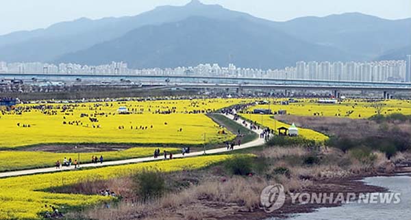 釜山油菜花節開幕 民眾感受金色浪漫