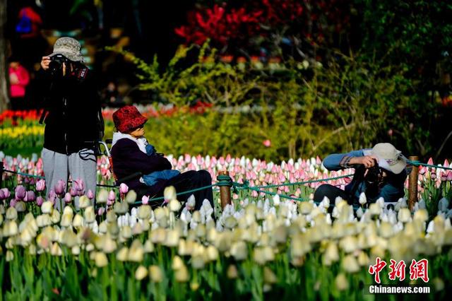 北京植物園50萬株鬱金香競相開放