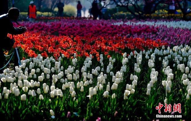 北京植物園50萬株鬱金香競相開放