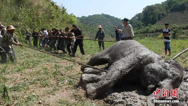 西雙版納一野生大象陷泥潭 現場打點滴輸液