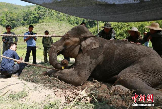 西雙版納一野生大象陷泥潭 現場打點滴輸液