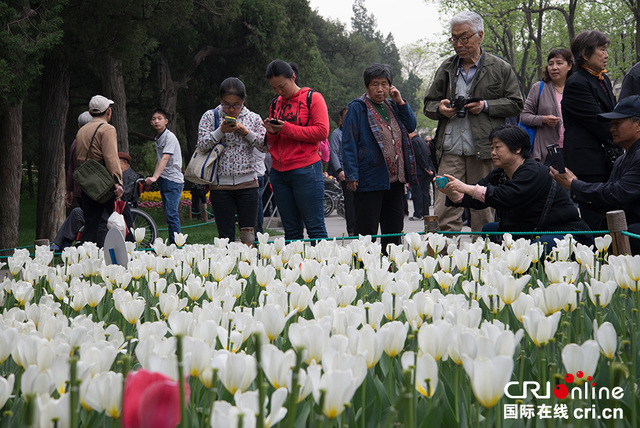 北京景山公園牡丹文化藝術節舉行 遊客沉醉花海