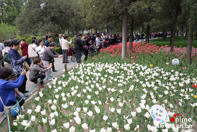 北京景山公園牡丹文化藝術節舉行 遊客沉醉花海