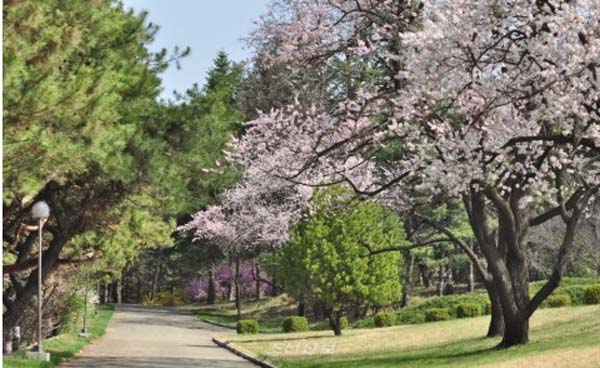 4月朝鮮春意正盛 市民賞花遊園興致濃