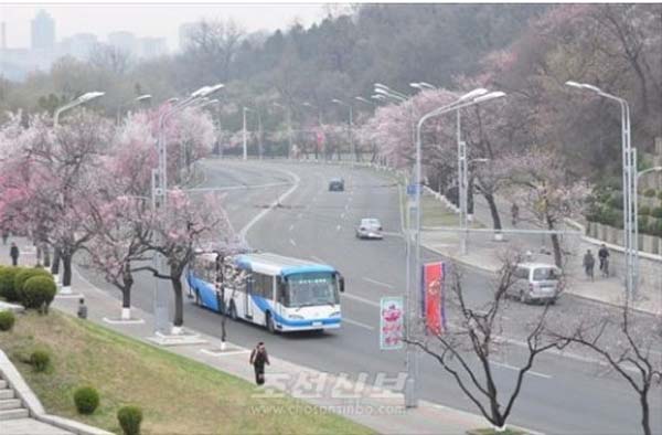 4月朝鮮春意正盛 市民賞花遊園興致濃