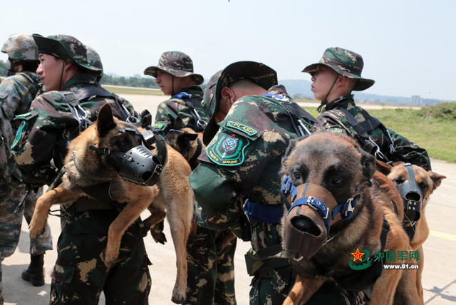 解放軍特種部隊軍犬首次參加機降演練