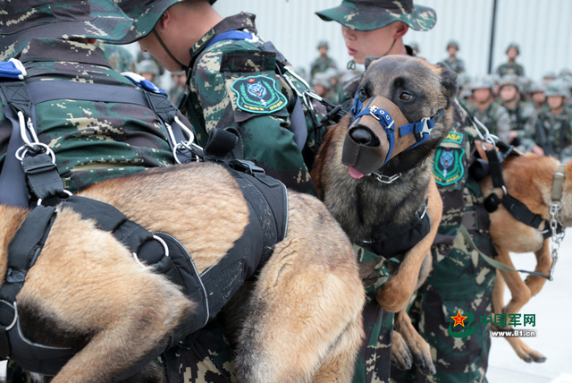 解放軍特種部隊軍犬首次參加機降演練