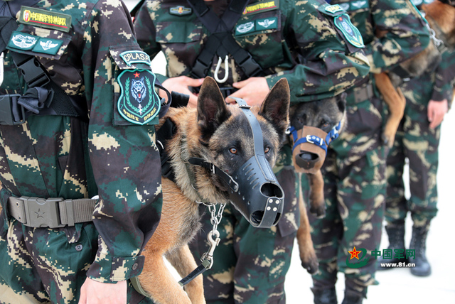 解放軍特種部隊軍犬首次參加機降演練