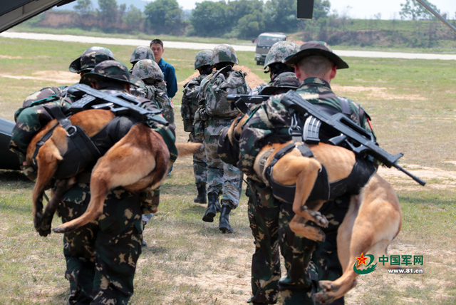 解放軍特種部隊軍犬首次參加機降演練