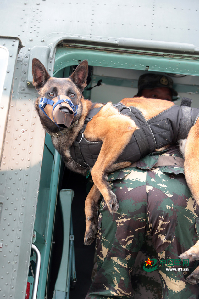 解放軍特種部隊軍犬首次參加機降演練