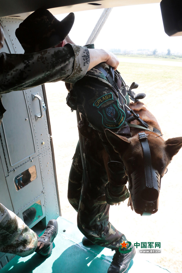 解放軍特種部隊軍犬首次參加機降演練