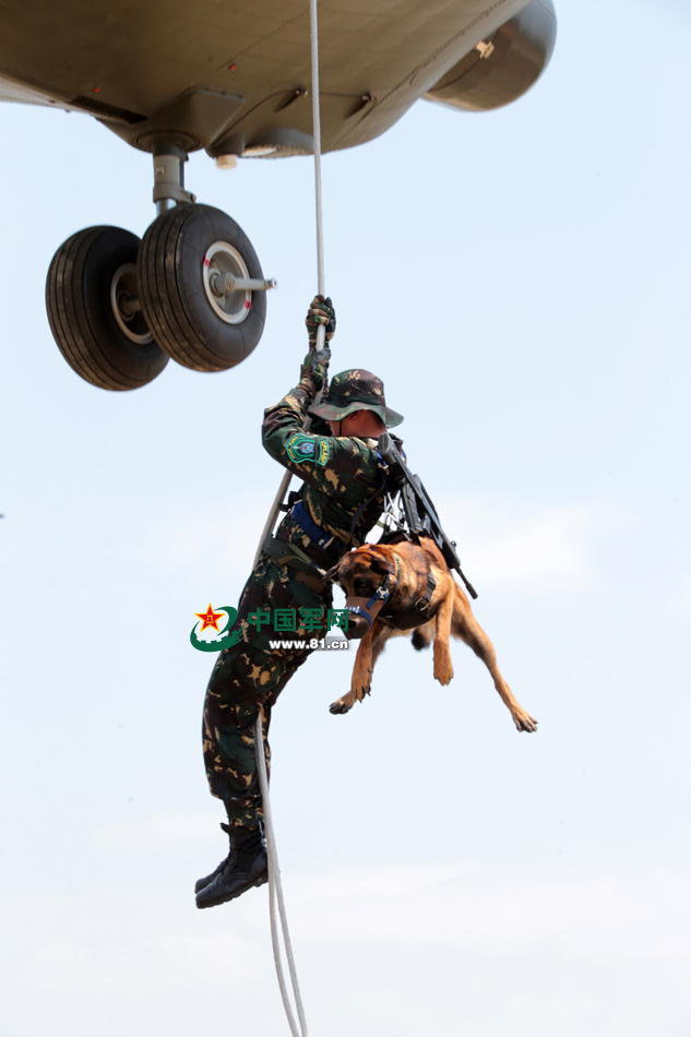 解放軍特種部隊軍犬首次參加機降演練