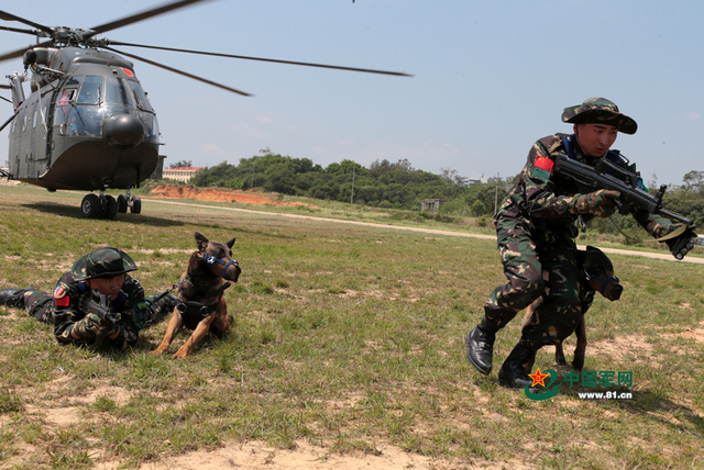 解放軍特種部隊軍犬首次參加機降演練