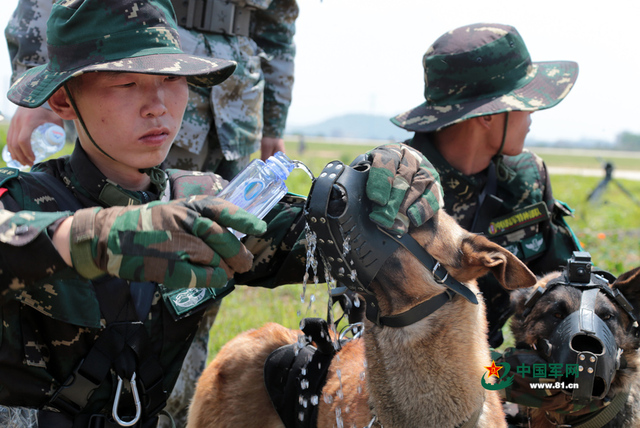 解放軍特種部隊軍犬首次參加機降演練