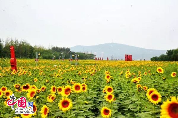 錦州世博園向陽花邂逅七夕 戀人共赴金色浪漫