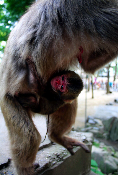 日本動物園欲為幼猴起名“夏洛特” 英王室表示理解