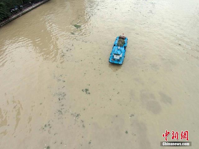 廣東連日暴雨 水浮蓮侵入珠江成災