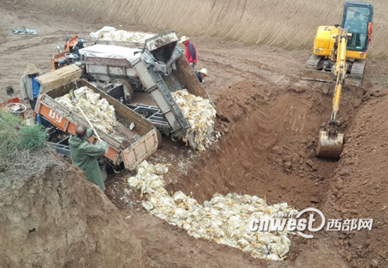 寶雞一養雞場淩晨突然斷電 7000余只雞缺氧致死