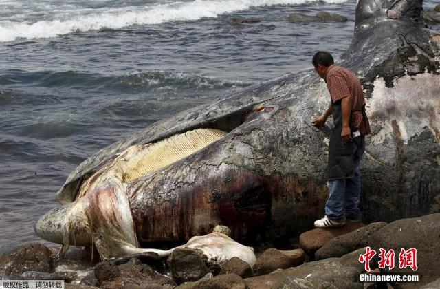 15米長灰鯨擱淺墨西哥海岸後死亡