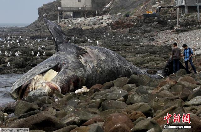 15米長灰鯨擱淺墨西哥海岸後死亡