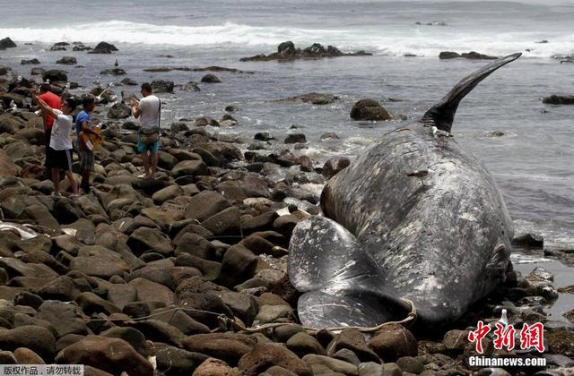 15米長灰鯨擱淺墨西哥海岸後死亡