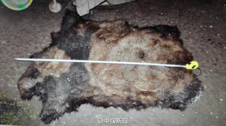 雲南大熊貓遭獵殺 警方查獲一張皮約20斤肉