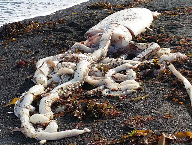 巨型魷魚現新西蘭海灘 疑被更大生物害死