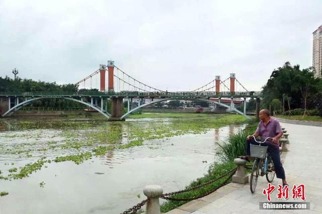 大量水葫蘆“進攻”廣西欽江河流