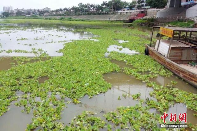 大量水葫蘆“進攻”廣西欽江河流