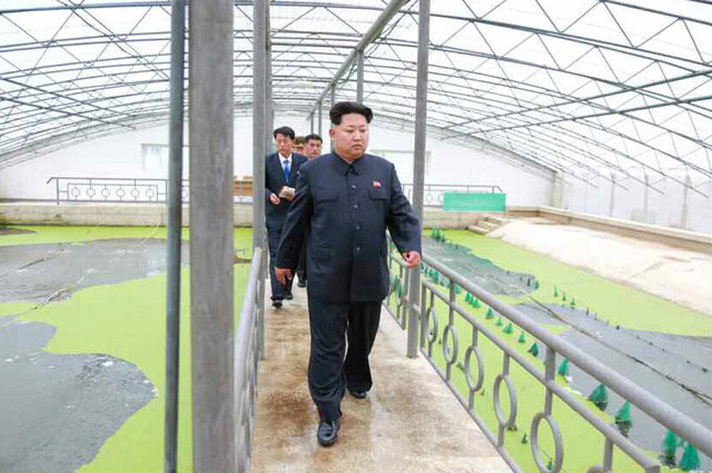 金正恩視察甲魚養殖廠罕見動怒提批評