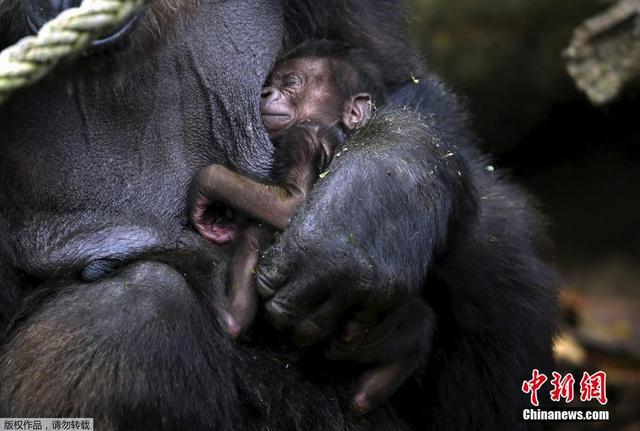 澳大利亞黑猩猩母子情深 幼崽趴母親背上盡情酣睡