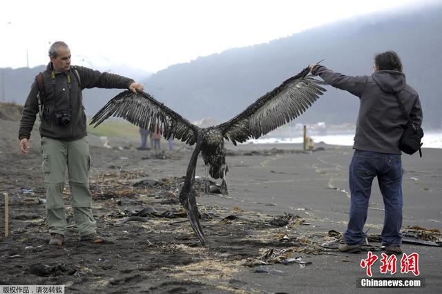 智利一海灘現上千隻鳥類屍骸 尚未確定原因