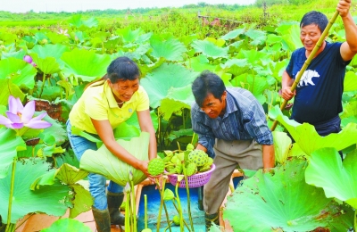 （食品圖文）江蘇南京高淳區椏溪鎮楊家圩村民荷塘採蓮忙