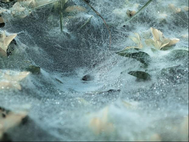 澳大利亞驚現漫天"蜘蛛雨" 百萬蜘蛛從天而降