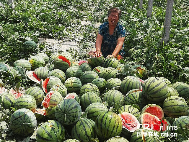 河北保定村民4.5畝西瓜一夜被毀 數千個瓜被利器毀壞