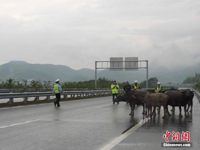 牛群高速路上散步 浙江高速交警變身"趕牛娃"