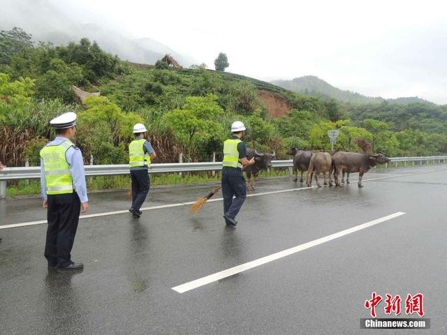 牛群高速路上散步 浙江高速交警變身"趕牛娃"