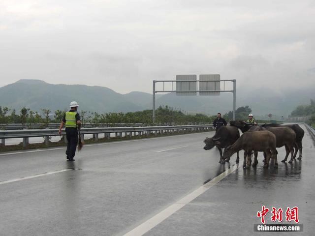 牛群高速路上散步 浙江高速交警變身"趕牛娃"