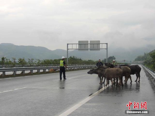 牛群高速路上散步 浙江高速交警變身"趕牛娃"